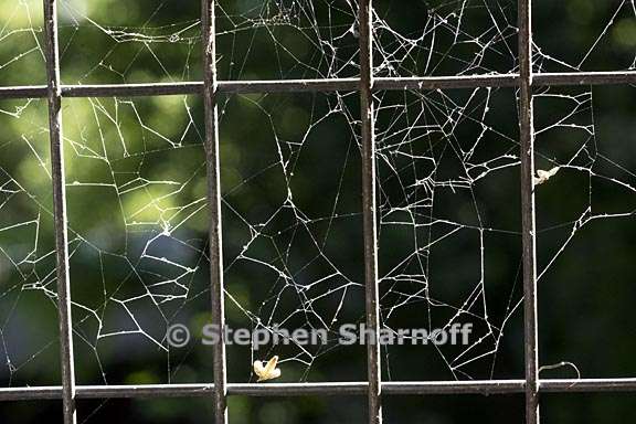 spiderweb on wire 1 graphic